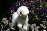 BICHON FRISE 525